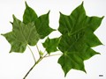 SpeciesSub: subsp. ambigum SpeciesSub: subsp. ambigum